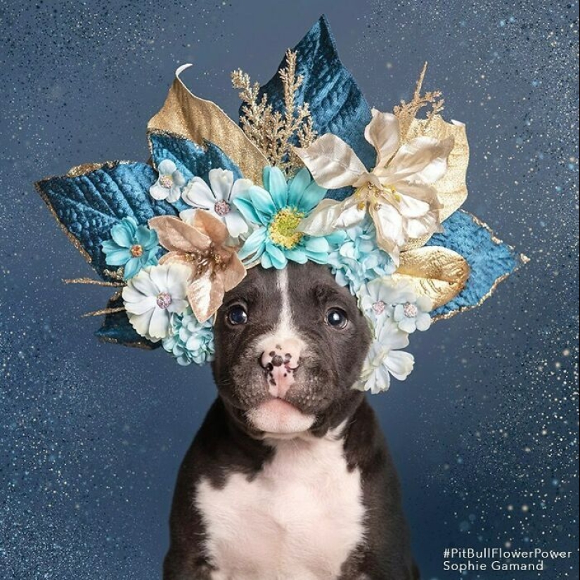 “Pit Bull Flower Power”: 10 Photos Encouraging Adoption Of Misunderstood Breed By This Artist