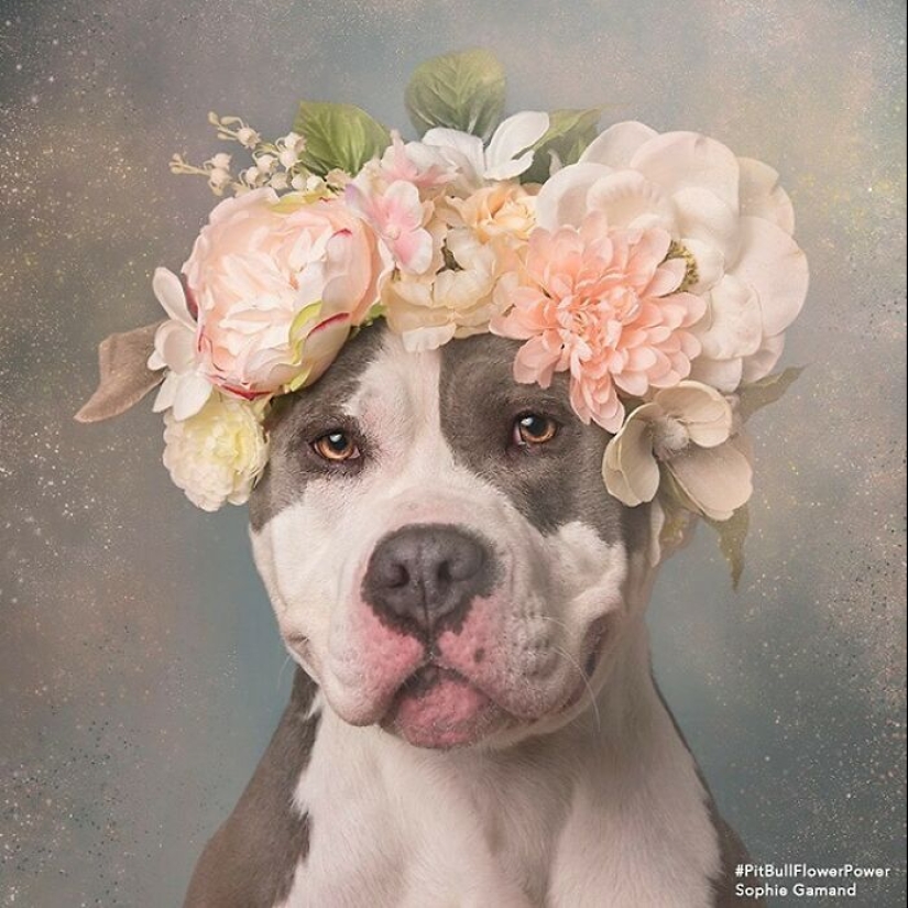 “Pit Bull Flower Power”: 10 Photos Encouraging Adoption Of Misunderstood Breed By This Artist