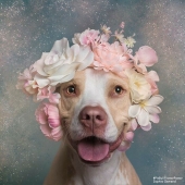 “Pit Bull Flower Power”: 10 Photos Encouraging Adoption Of Misunderstood Breed By This Artist