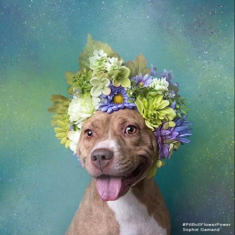 “Pit Bull Flower Power”: 10 Photos Encouraging Adoption Of Misunderstood Breed By This Artist