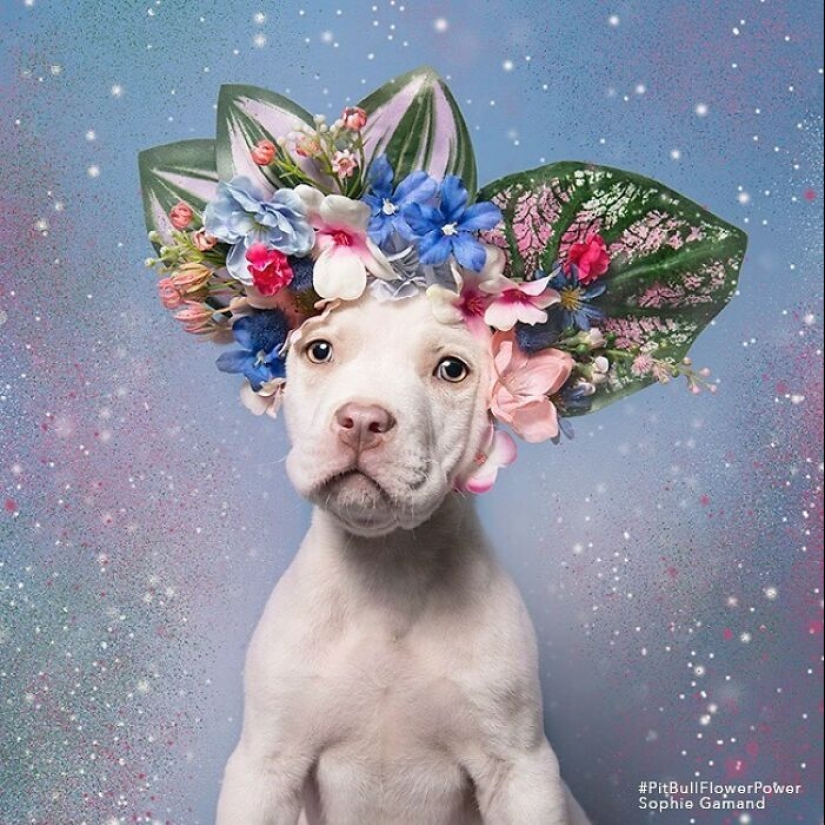 “Pit Bull Flower Power”: 10 Photos Encouraging Adoption Of Misunderstood Breed By This Artist