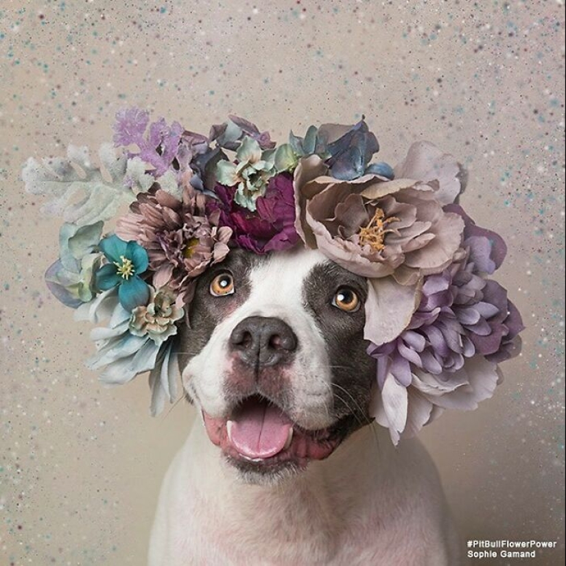 “Pit Bull Flower Power”: 10 Photos Encouraging Adoption Of Misunderstood Breed By This Artist