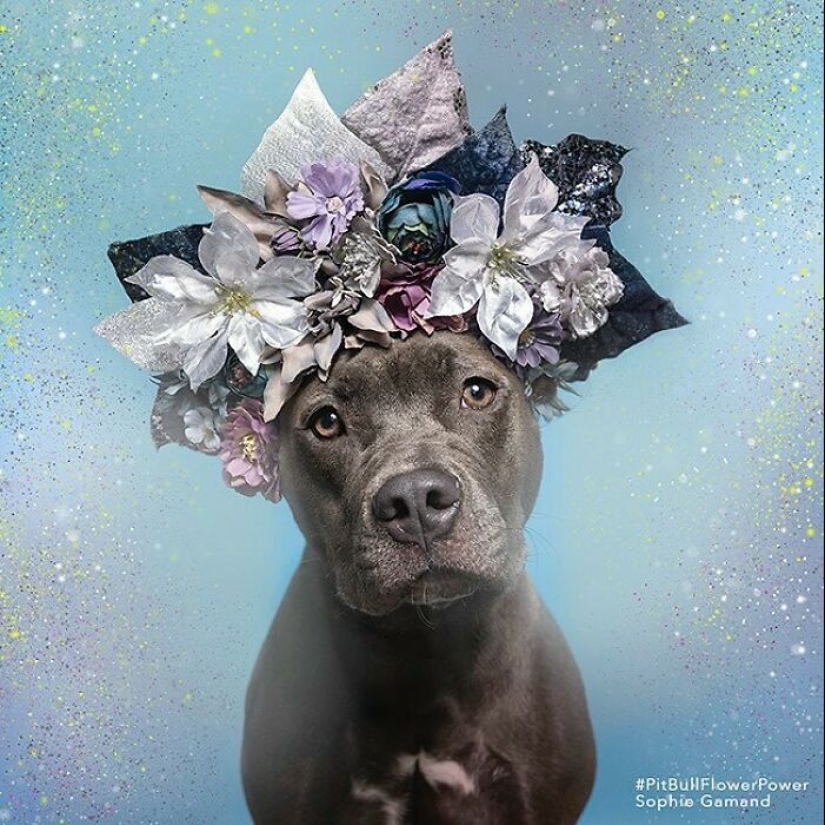 “Pit Bull Flower Power”: 10 Photos Encouraging Adoption Of Misunderstood Breed By This Artist