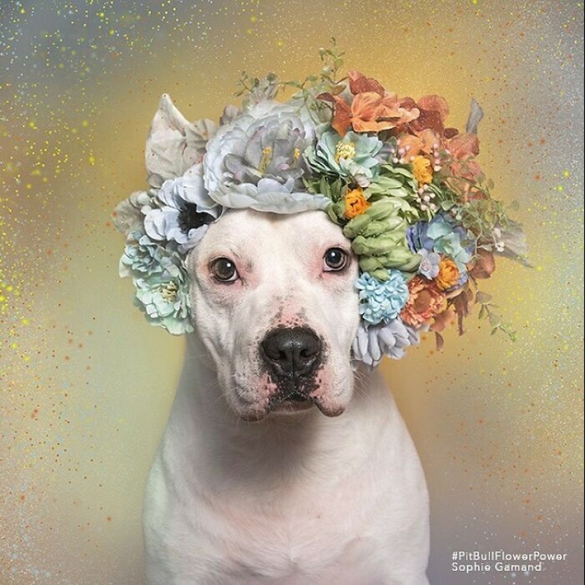 “Pit Bull Flower Power”: 10 Photos Encouraging Adoption Of Misunderstood Breed By This Artist