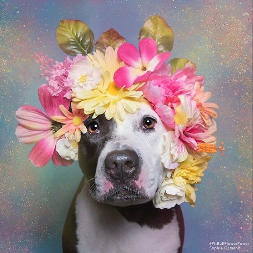 “Pit Bull Flower Power”: 10 Photos Encouraging Adoption Of Misunderstood Breed By This Artist