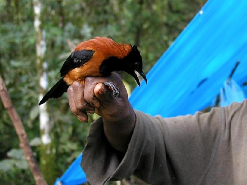 Pitahu es un ave venenosa de Nueva Guinea