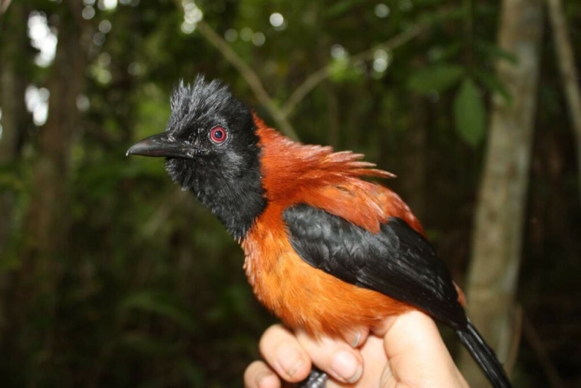 Pitahu is a venomous bird from New Guinea