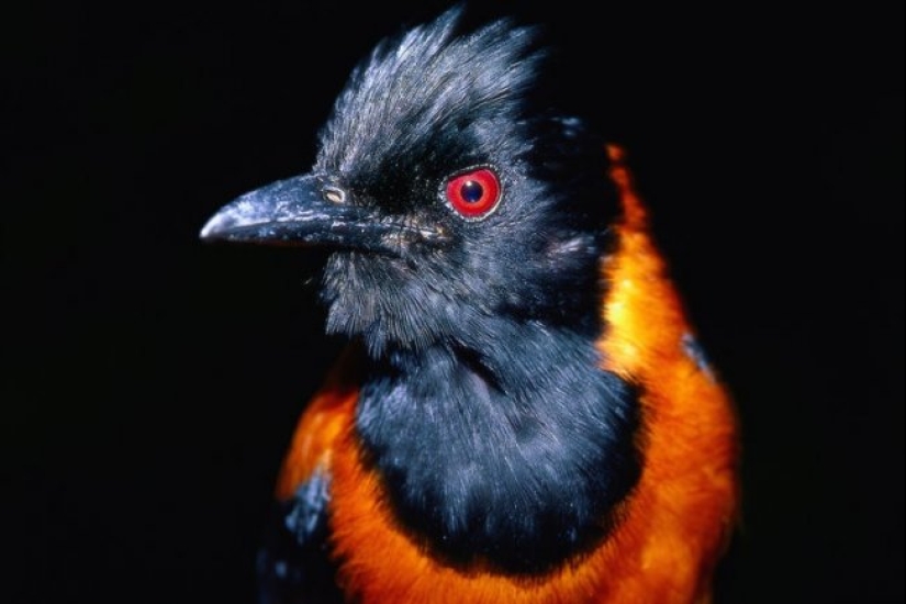 Pitahu is a venomous bird from New Guinea
