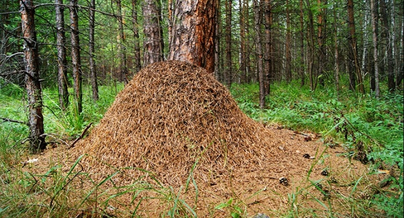 Planting on an anthill — for which Russia relied on a painful execution