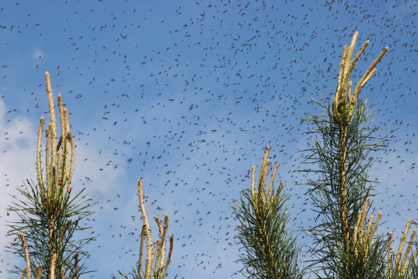 Planting on an anthill — for which Russia relied on a painful execution