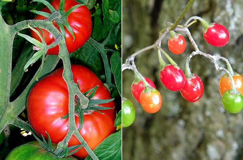 Plátanos con semillas, azul zanahorias bebé: se parecía a los primitivos antepasados de los modernos de frutas y verduras