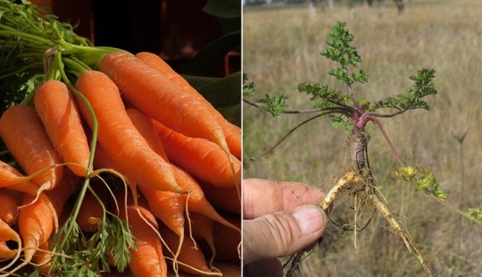 Plátanos con semillas, azul zanahorias bebé: se parecía a los primitivos antepasados de los modernos de frutas y verduras