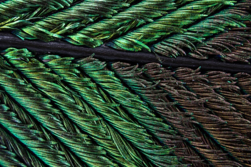 Plumas de pavo real bajo el microscopio