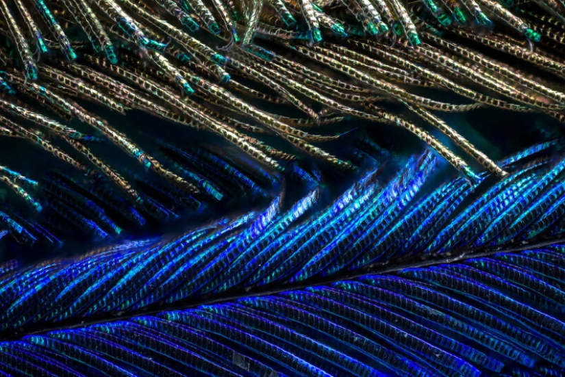 Plumas de pavo real bajo el microscopio