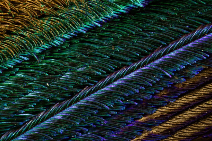 Plumas de pavo real bajo el microscopio