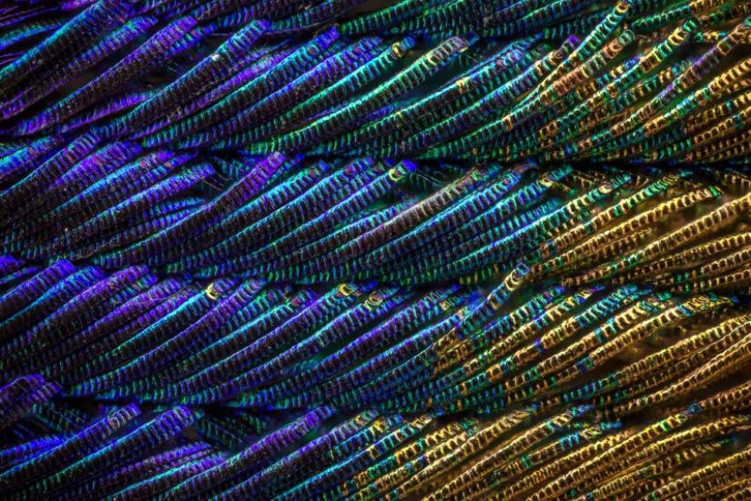 Plumas de pavo real bajo el microscopio