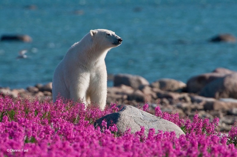 Polar bears are not in snow, but in flowers: you have not seen this yet