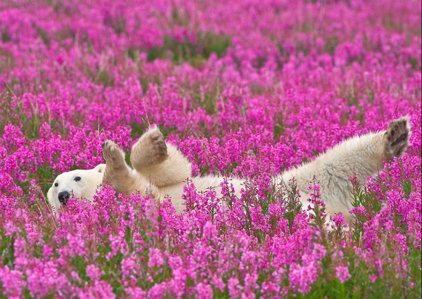 Polar bears are not in snow, but in flowers: you have not seen this yet