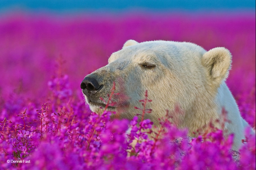 Polar bears are not in snow, but in flowers: you have not seen this yet