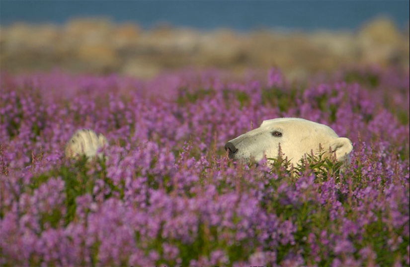 Polar bears are not in snow, but in flowers: you have not seen this yet