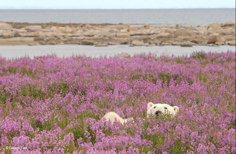 Polar bears are not in snow, but in flowers: you have not seen this yet