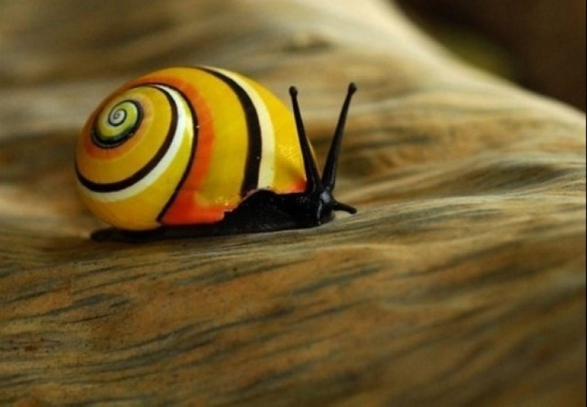 Polymites - unique painted snails of Cuba