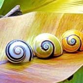 Polymites - unique painted snails of Cuba