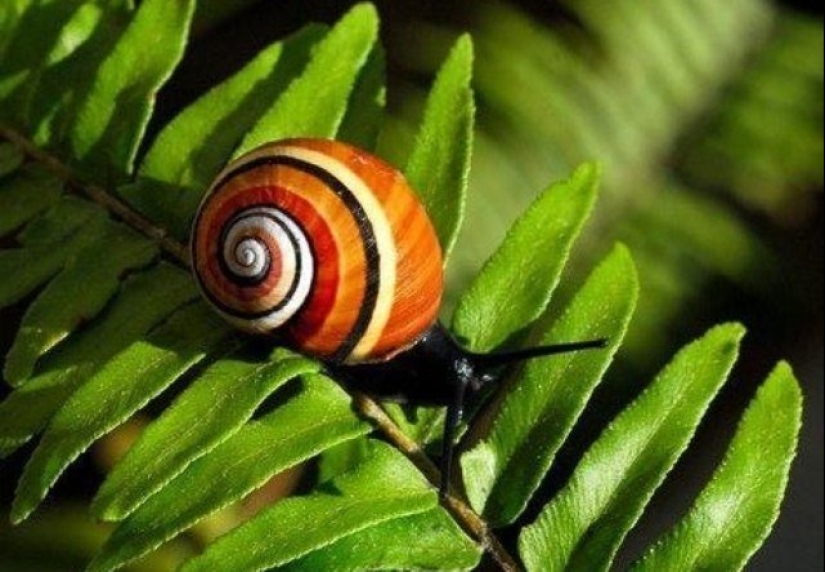 Polymites - unique painted snails of Cuba