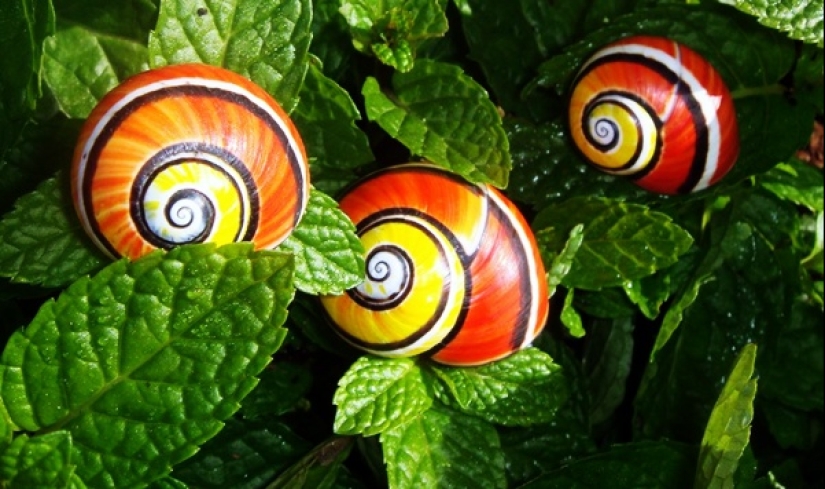 Polymites - unique painted snails of Cuba