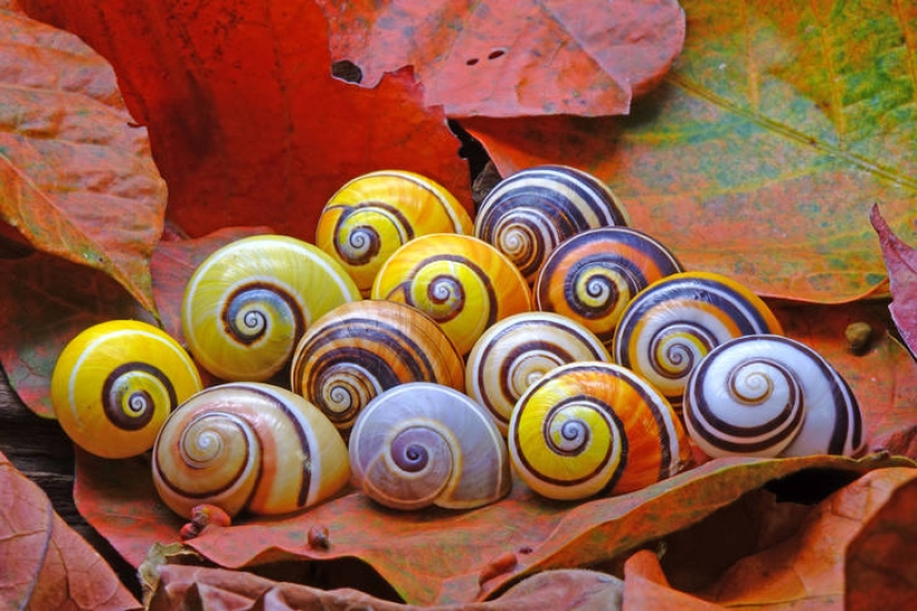 Polymites - unique painted snails of Cuba