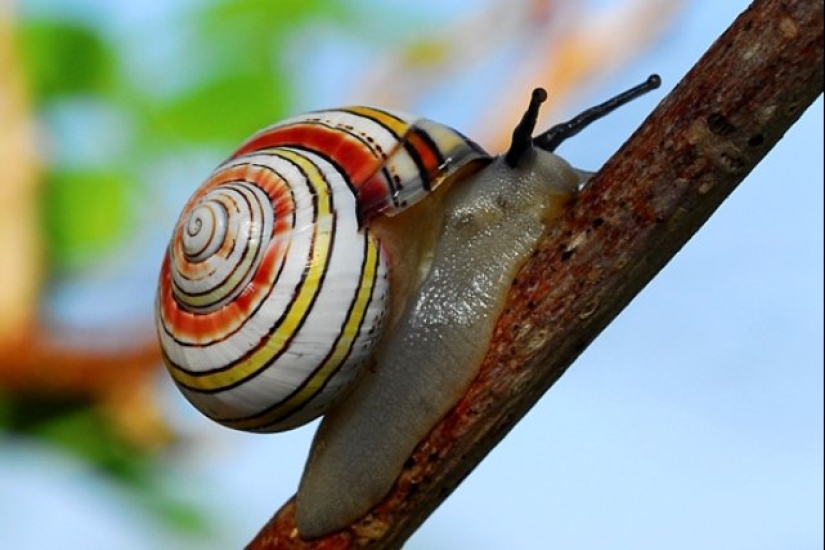 Polymites - unique painted snails of Cuba