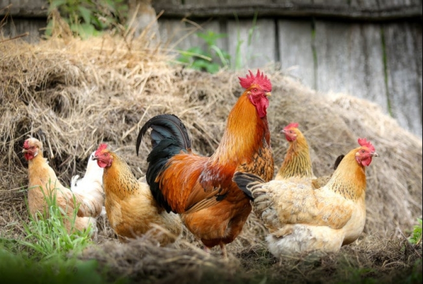 ¿Por qué cantan los gallos y cómo determinan el momento en que cantan?