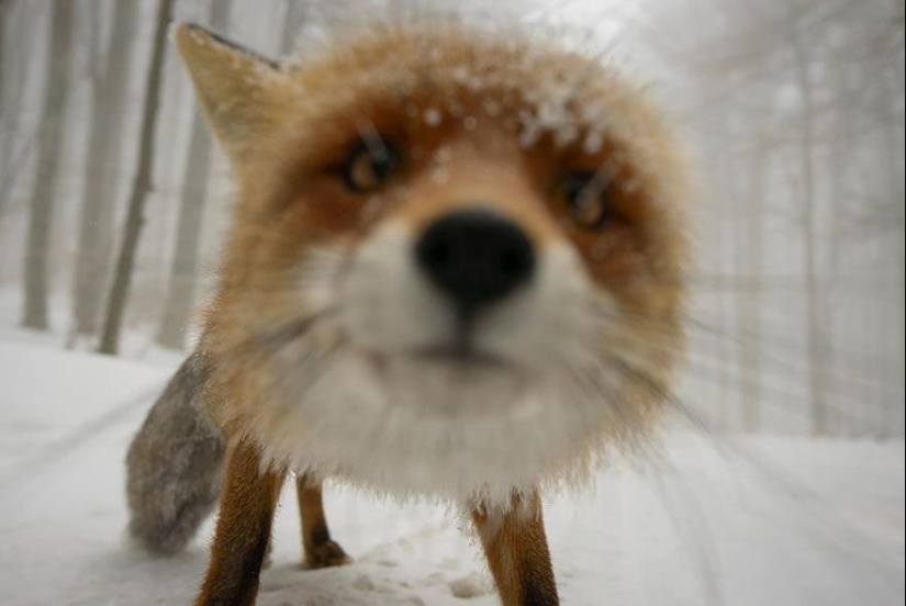 Por qué el fotógrafo de vida silvestre es el mejor trabajo del mundo