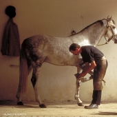 ¿Por qué el hombre empezó a herrar caballos?