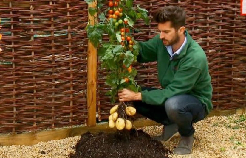 Por qué el pomato, o tomate-patata, no puede conquistar el mundo