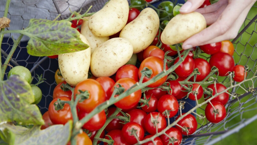 Por qué el pomato, o tomate-patata, no puede conquistar el mundo