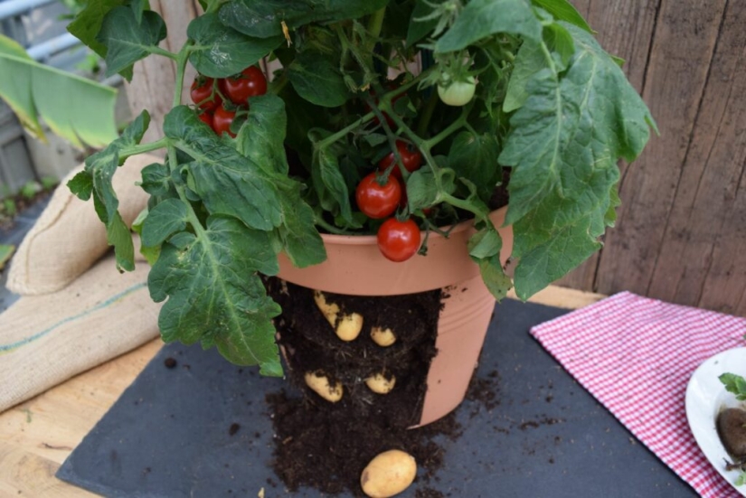 Por qué el pomato, o tomate-patata, no puede conquistar el mundo