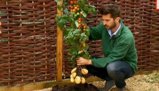 Por qué el pomato, o tomate-patata, no puede conquistar el mundo