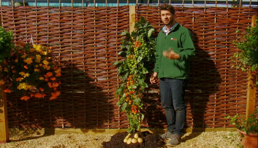 Por qué el pomato, o tomate-patata, no puede conquistar el mundo