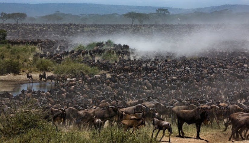 ¿Por qué África es el río Mara anualmente mata a miles de animales