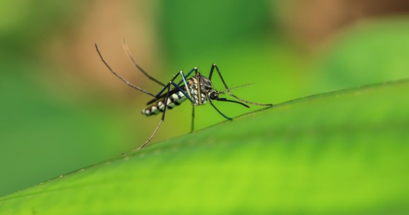 Por qué la humanidad no puede deshacerse de los mosquitos