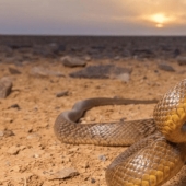 Por qué la serpiente más venenosa del planeta nunca ha matado a nadie