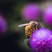 Por qué las abejas en los Estados Unidos hacen la miel equivocada