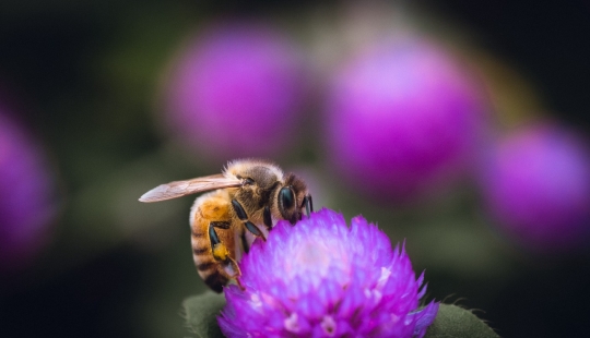 Por qué las abejas en los Estados Unidos hacen la miel equivocada