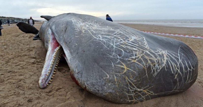 ¿Por qué las ballenas explotar? Como para los gigantes de la mar, ocurre un desastre, a escala local