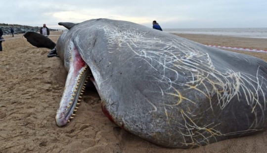 ¿Por qué las ballenas explotar? Como para los gigantes de la mar, ocurre un desastre, a escala local