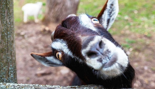 ¿Por qué las cabras tienen pupilas rectangulares?