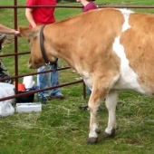 Por qué las vacas hacen agujeros en los costados