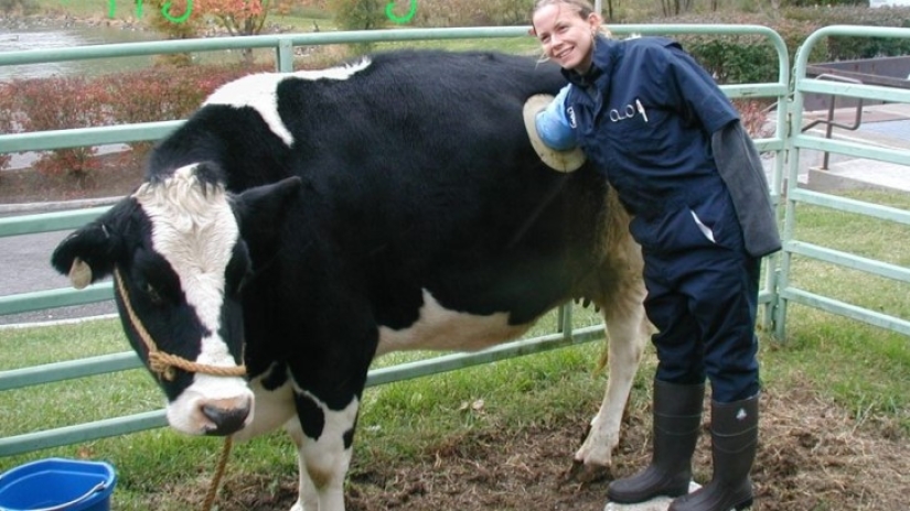 Por qué las vacas hacen agujeros en los costados