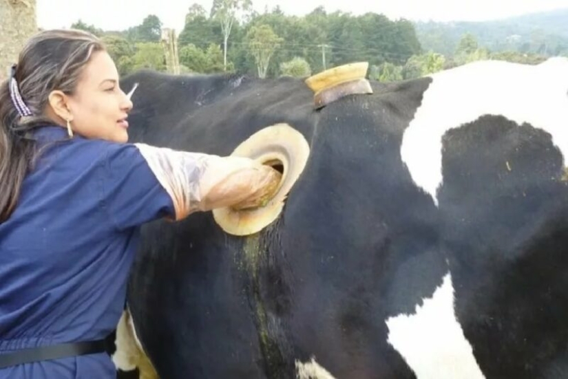 Por qué las vacas hacen agujeros en los costados